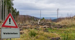 Waldsterben - Baumschäden durch Mobilfunk