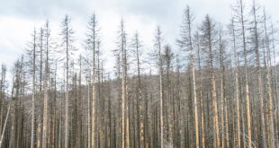 Waldsterben - Gesundheitsrisiken und Umweltschäden durch 5G-Strahlung